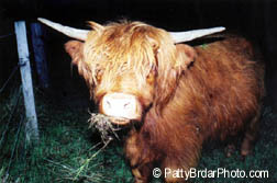 Highland Cow, Scotland, Animal