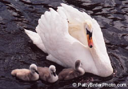 Swans, Balloch, Scotland, Animal