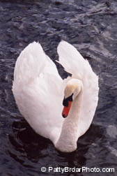 Swan, Balloch, Scotland, Animal